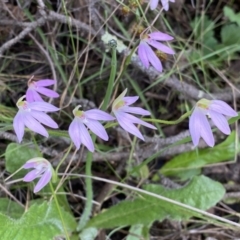 Caladenia carnea at Jerrabomberra, NSW - suppressed