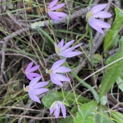 Caladenia carnea at Jerrabomberra, NSW - suppressed