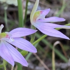 Caladenia carnea at Jerrabomberra, NSW - suppressed