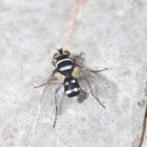 Trigonospila sp. (genus) at Carwoola, NSW - 23 Oct 2022