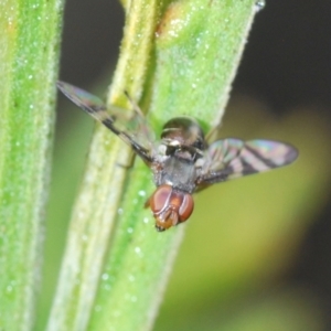 Rivellia sp. (genus) at Kambah, ACT - 23 Oct 2022 03:58 PM