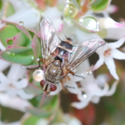 Tachinidae (family) (Unidentified Bristle fly) at Kambah, ACT - 23 Oct 2022 by Harrisi