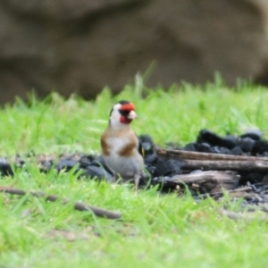 Carduelis carduelis at Lake George, NSW - 23 Oct 2022 10:27 AM