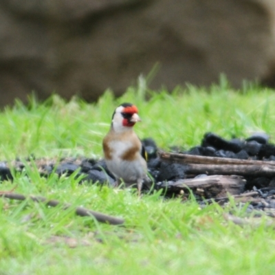 Carduelis carduelis (European Goldfinch) at Lake George, NSW - 22 Oct 2022 by Harrisi