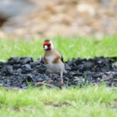 Carduelis carduelis at Lake George, NSW - 23 Oct 2022 10:27 AM