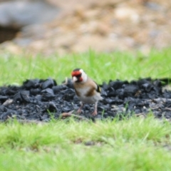 Carduelis carduelis at Lake George, NSW - 23 Oct 2022 10:27 AM