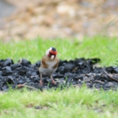 Carduelis carduelis at Lake George, NSW - 23 Oct 2022 10:27 AM