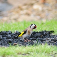 Carduelis carduelis at Lake George, NSW - 23 Oct 2022 10:27 AM