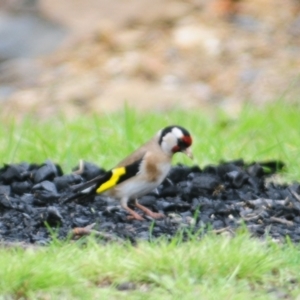 Carduelis carduelis at Lake George, NSW - 23 Oct 2022