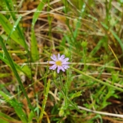 Vittadinia cuneata (Fuzzweed, New Holland Daisy) at Belconnen, ACT - 23 Oct 2022 by HughCo