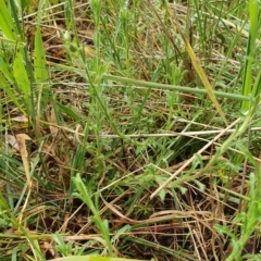 Vittadinia cuneata at Belconnen, ACT - 23 Oct 2022