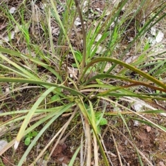 Lomandra multiflora at Belconnen, ACT - 23 Oct 2022