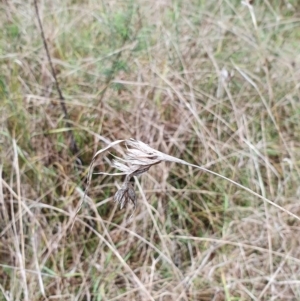 Themeda triandra at Belconnen, ACT - 23 Oct 2022