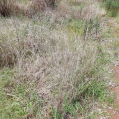 Themeda triandra at Belconnen, ACT - 23 Oct 2022