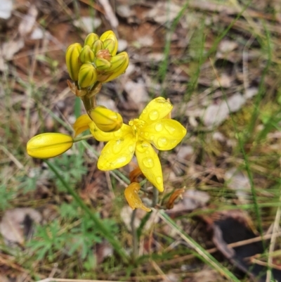 Bulbine bulbosa (Golden Lily) at Belconnen, ACT - 23 Oct 2022 by HughCo