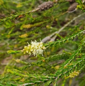 Melaleuca parvistaminea at Belconnen, ACT - 23 Oct 2022