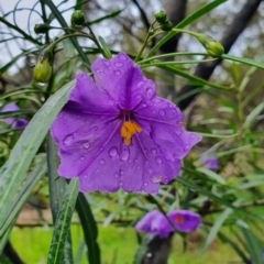 Solanum linearifolium (Kangaroo Apple) at Belconnen, ACT - 23 Oct 2022 by HughCo