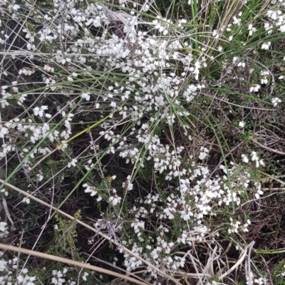 Cryptandra amara (Bitter Cryptandra) at Delegate, NSW - 11 Oct 2022 by BlackFlat