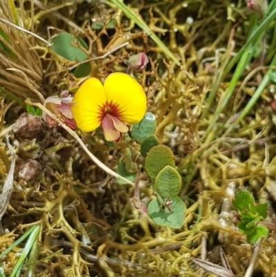 Bossiaea prostrata (Creeping Bossiaea) at Delegate, NSW - 11 Oct 2022 by BlackFlat