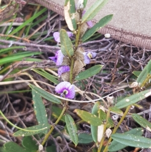 Hovea heterophylla at Delegate, NSW - 11 Oct 2022