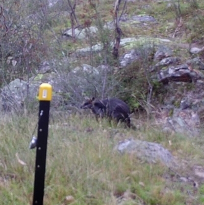 Wallabia bicolor (Swamp Wallaby) at Mount Taylor - 23 Apr 2022 by MountTaylorParkcareGroup