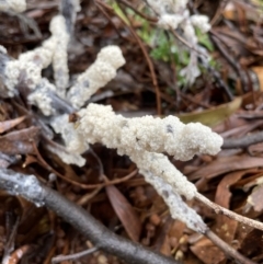 Myxomycete-plasmodium(class) (A slime mould) at Coree, ACT - 25 Oct 2022 by Rebeccaryanactgov