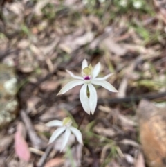 Caladenia moschata (Musky Caps) at Acton, ACT - 24 Oct 2022 by Jenny54