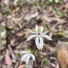 Caladenia moschata at Acton, ACT - suppressed