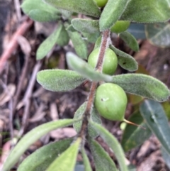 Persoonia rigida (Hairy Geebung) at Molonglo Valley, ACT - 24 Oct 2022 by Jenny54