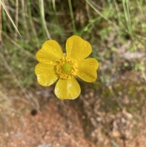 Ranunculus sp. at Molonglo Valley, ACT - 25 Oct 2022