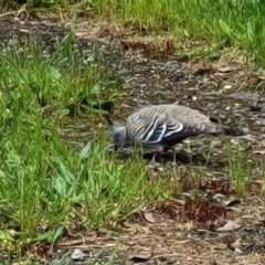 Ocyphaps lophotes (Crested Pigeon) at Mitchell, ACT - 25 Oct 2022 by trevorpreston