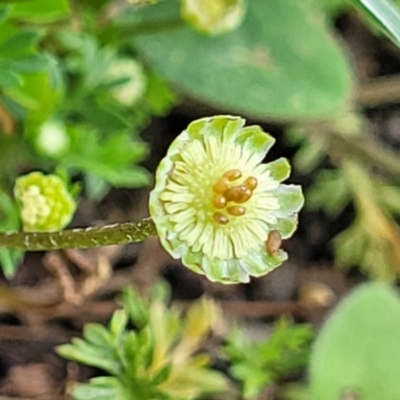 Cotula australis (Common Cotula, Carrot Weed) at Mitchell, ACT - 25 Oct 2022 by trevorpreston