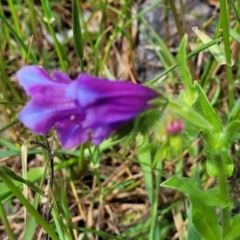 Echium plantagineum (Paterson's Curse) at Crace Grasslands - 25 Oct 2022 by trevorpreston