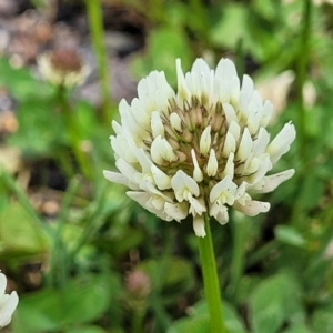 Trifolium repens at Mitchell, ACT - 25 Oct 2022 12:04 PM