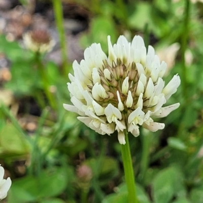 Trifolium repens (White Clover) at Mitchell, ACT - 25 Oct 2022 by trevorpreston