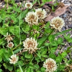 Trifolium repens at Mitchell, ACT - 25 Oct 2022 12:04 PM