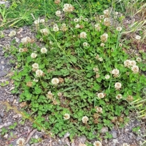 Trifolium repens at Mitchell, ACT - 25 Oct 2022 12:04 PM