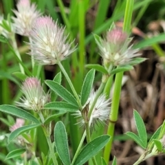 Trifolium arvense var. arvense (Haresfoot Clover) at Crace Grasslands - 25 Oct 2022 by trevorpreston