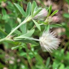 Trifolium arvense var. arvense at Mitchell, ACT - 25 Oct 2022