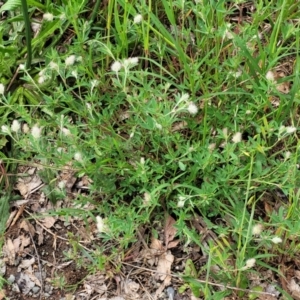 Trifolium arvense var. arvense at Mitchell, ACT - 25 Oct 2022