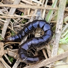 Scolopendromorpha (order) (A centipede) at Mitchell, ACT - 25 Oct 2022 by trevorpreston