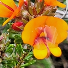 Pultenaea subspicata (Low Bush-pea) at Mitchell, ACT - 25 Oct 2022 by trevorpreston