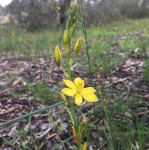 Bulbine bulbosa at Wamboin, NSW - 23 Oct 2020