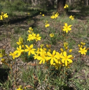 Bulbine bulbosa at Wamboin, NSW - 23 Oct 2020