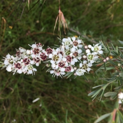 Kunzea ericoides (Burgan) at Wamboin, NSW - 17 Dec 2020 by Devesons