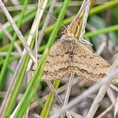 Scopula rubraria at Mitchell, ACT - 25 Oct 2022 11:49 AM