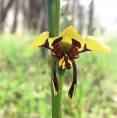 Diuris sulphurea (Tiger Orchid) at Hall, ACT - 25 Oct 2022 by strigo