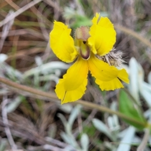 Goodenia paradoxa at Mitchell, ACT - 25 Oct 2022