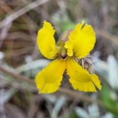 Velleia paradoxa at Mitchell, ACT - 25 Oct 2022