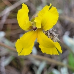 Goodenia paradoxa at Mitchell, ACT - 25 Oct 2022